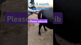 Pregnancy diagnosis 25 months गर्व परीक्षण कसे करेVetCareOfficial animalshorts cow shorts [upl. by Trueblood]