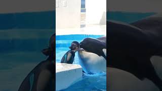 why dolphin eat ice 😐 Dolphin show 😍shorts viralvideo [upl. by Enelhtak]