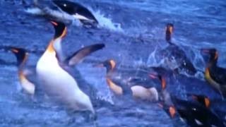 【ペンギン捕食動画】オタリアやアザラシにオットセイがペンギンを襲い捕食する動画 [upl. by Wenona]