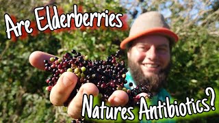 Elderberries  Do Antibiotics Really Grow On Trees 🌳 [upl. by Arundel]