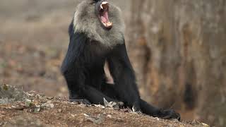 The Kingdom of Lion Tailed Macaque by Poorna Kedar [upl. by Trescha]