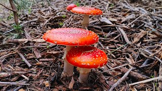 California Mushroom Hunting Cooking and Amanita muscaria Pharmacology [upl. by Dahlstrom]