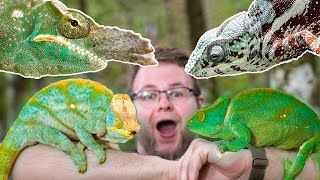 10 CHAMELEON SPECIES WE FOUND IN MADAGASCAR [upl. by Ranjiv944]