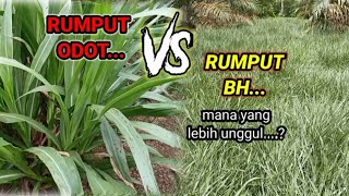 quotRUMPUT ODOT VS RUMPUT BH brachiaria humidicola [upl. by Ullman845]