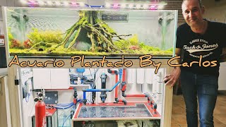 ACUARIO PLANTADO 300 LITROS by Carlos [upl. by Egreog]