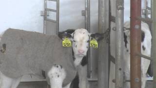 Feeding Calves in Autofeeder Systems  Part 3 Data Management [upl. by Rezeile]