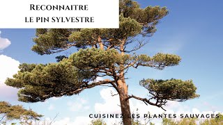 Comment reconnaitre et utiliser le pin sylvestre [upl. by Ainezey]