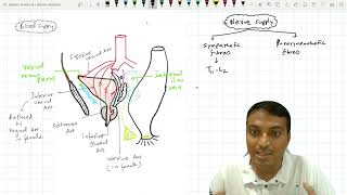 Urinary Bladder  4 Blood supply amp Nerve supply [upl. by Nino558]