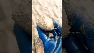 Seaside  Asmr clams digging asmr clamdigging seashells clamshell shorts marinelife fyp clam [upl. by Ahsiryt]