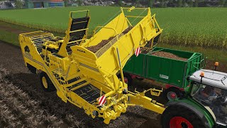 Am recoltat Cartofii  Map Szpakowo MTZ80 FARMING SIMULATOR 22  New Holland T7 Reshade [upl. by Aloeda644]