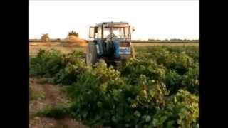 Tractor Trabajando El Tractorista del Ebro cruza las viñas en Argamasilla de Alba [upl. by Nabru]