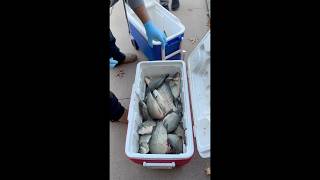 112424 White bass smack down preview whitebass bassfishing fishing blessed garmin livescope [upl. by Remos]