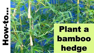 How to plant a bamboo hedge or screen [upl. by Hsetirp]