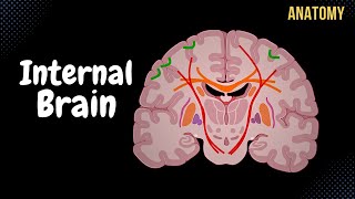 Internal Cerebrum Association Commissural Projection Fibers Basal Ganglion [upl. by Vihs870]