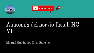 Neuroanatomía 8 anatomía del nervio facial [upl. by Aikemat]