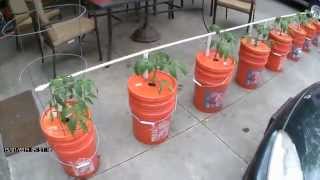 Easy Watering  Self Watering Bucket System  Growing in Buckets [upl. by Suivat]