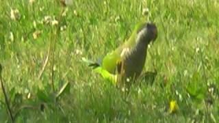 Chicagos Wild Quaker Parrots Part II [upl. by Ahsinroc354]