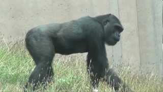 Western Lowland Gorillas [upl. by Bandeen]