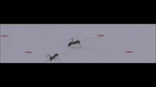 SIde view of a marking ant [upl. by Peery688]