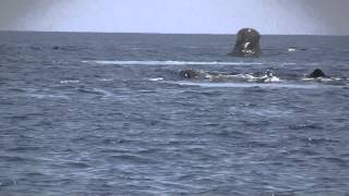 Sperm Whale Breaching [upl. by Waechter823]