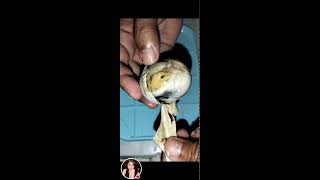 Balut egg embryo Philippines most known exotic food viral egg eggcooking [upl. by Vinna87]