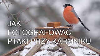 Jak fotografować ptaki przy karmniku Warsztat fotografa przyrody [upl. by Dammahom]