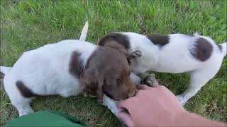 B3 litter at 6 weeks Gosch Kennels Small Munsterlander puppy [upl. by Boleslaw]