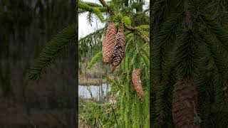 A branch of a fir tree with cones [upl. by Remde]