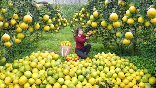 Harvesting Orange Goes To Market Sell  Build a large luffa trellis  Nhất My Bushcraft [upl. by Arihaz726]