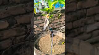 Cocktail bird🥰🌻subscribe birds rajshahi parrot youtubeshorts birdslover cocktail [upl. by Eronaele]