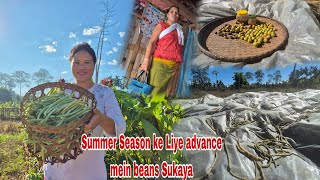 Collecting beans to dry  Anjika ko thil ka Laddu bana diya  Mom went to diyun [upl. by Kenta]