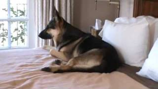 My german shepherd takes over the bed [upl. by Othello]