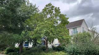 Northern catalpa  tree  September 2024 [upl. by Gabriello]