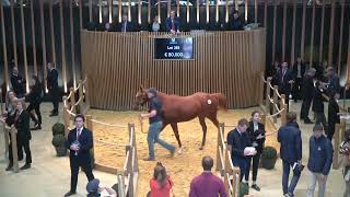 J3  Top Price N°3  100 000E  HIYARY  Vente Arqana de Yearlings dOctobre 2024 [upl. by Divan]