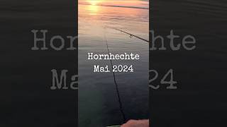 Hornhechte Mai 2024 fliegenfischen flyfishing seatrout hornhecht [upl. by Yaluz]