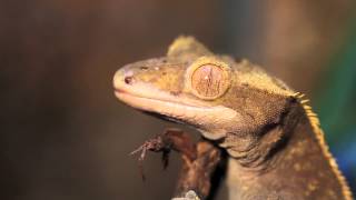 Crested Gecko  Eyecleaning [upl. by Aeuhsoj]