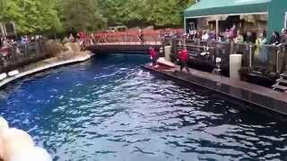 Vancouver Aquarium  Dolphin Show [upl. by Selmore611]