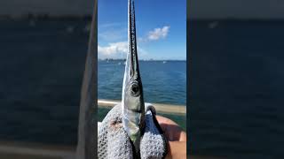 Needlefish Houndfish at Phil Foster Park Blue Heron Bridge Florida [upl. by Nywroc]