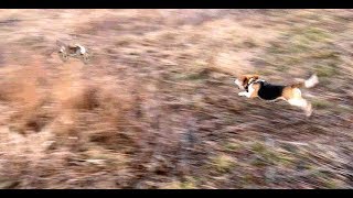 Skyviews Beagles Rabbit Hunting Northern WV Beagle Club FUn Run [upl. by Hoang146]