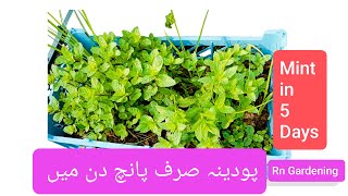 Great idea MINT TO BE 5Day Transformation After Planting Mint for Beginners  podena 5 din men [upl. by Raynold]