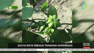 Sacha Inchi Sebagai Tanaman Sampingan [upl. by Anirda]