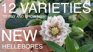 12 Varieties of hellebores to Buy Now [upl. by Aivun]