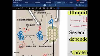 Protein degradation [upl. by Caplan]