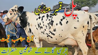 Pul Qmbar mandi  Jersey Australian Crass Cow Update Mandi  Top Mandi New Update Animal Pk Official [upl. by Nuahsad814]