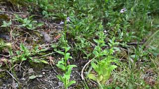 Lobelia inflata Indian Tobacco [upl. by Anilorac]