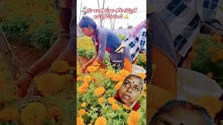 love bgm tamil song music nature garden flowers [upl. by Anai]