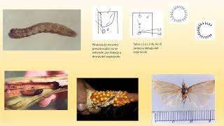 Bioecología de Lepidoptera de importancia agrícola 2024 I Parte [upl. by Halette]