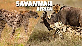 Savannah Life  Wild Africa Documentary [upl. by Idissak]