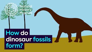 How do dinosaur fossils form  Natural History Museum [upl. by Jelene]