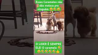 Caramelo é o líder 🤣😅 shorts zedoidopostatudo [upl. by Dieterich428]